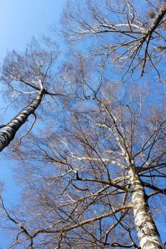 Tops of fall birch trees against the bright blue sky