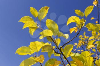 Yellow autumn leaves on apple tree against blue sky