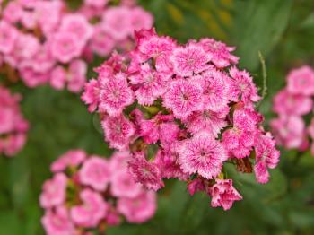 Bright pink flowers blooming in the flowerbed