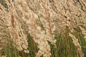 Tops of dry cereal weeds in windy day, fine herbal texture
