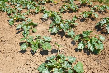 The rows of green Courgette plants (Cucurbita pepo) growing in soil