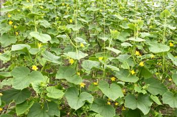 Cucumbers plants flowering in film greenhouses. The rapid growth in summer