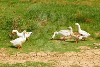 Group of five domestic geese in the pasture among green grass in springtime
