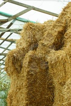 Bales of straw stacked in a heap under the film shelter 