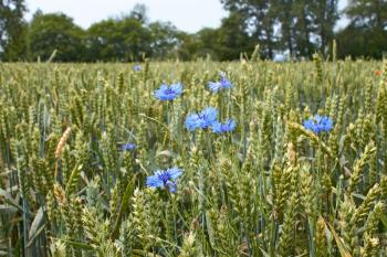 Blue cornflower flowers on the ripening wheat field near the forest in windy weather