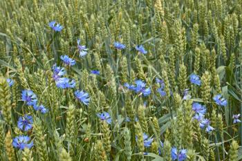 Blue cornflower flowers among ripening ears of wheat close up in windy weather