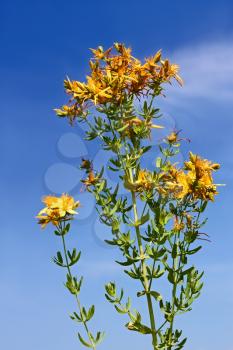 Flowering plant of Hypericum perforatum or St John's wort against the blue sky in the sunlight