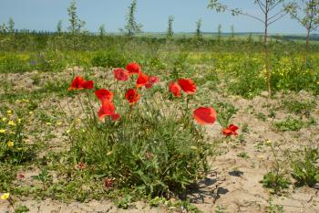Rapid flowering of red poppy plants on the edge of field in summertime