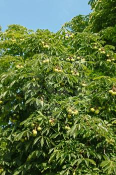 Detail of chestnut tree crown top in summertime. Latin name: Aesculus hippocastanum