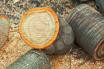 Heap of dried firewood cutting logs close up