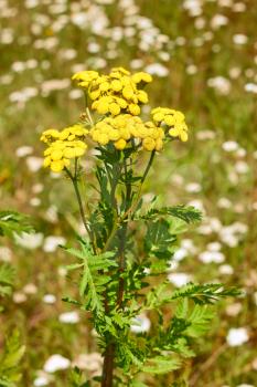 Tansy plant flowering on a meadow in summertime