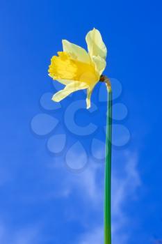 Narcissus yellow flower on a background of a blue sky