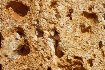 Macro slice of hollow limestone with tiny details as a texture