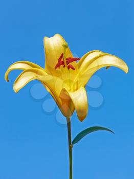 Big yellow lily flower against a blue sky