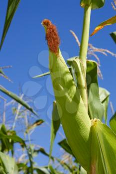 Top corn against the background of a blue sky