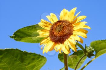 Sunflower against blue sky in fine summer day close-up