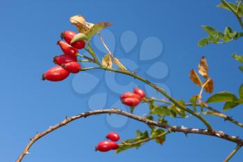 Branch with ripe red sweetbrier berries hanging on the bush, against the blue sky. Early autumn