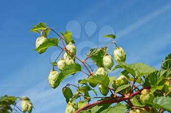 Hop cones (Latin name: Humulus lupulus) on a background of blue sky in early autumn, close-up