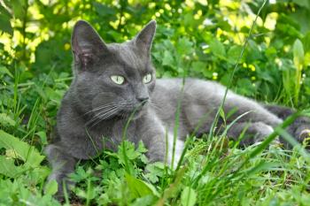 Gray cat lying on the green grass in summertime