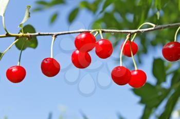 Red ripe cherry fruits hanging on a twig in sunny summer day branch, close-up
