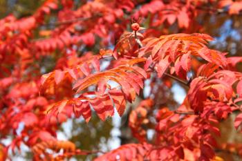 Lush red autumn leaves of mountain ash (Sorbus aucuparia) in sunny October day