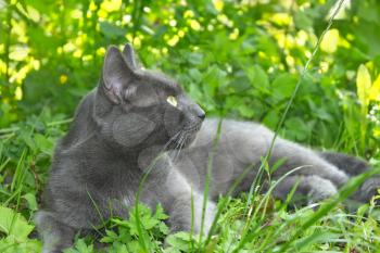 Gray cat lying on the green grass in summer time, sun beams lights through the dense tree branches