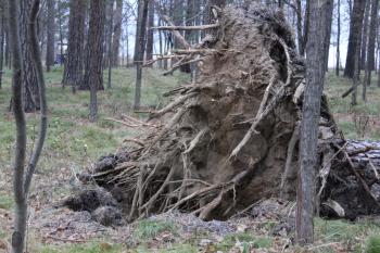 Fallen tree root in forest laying on ground 1298