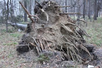 Fallen tree root in forest laying on ground 1300