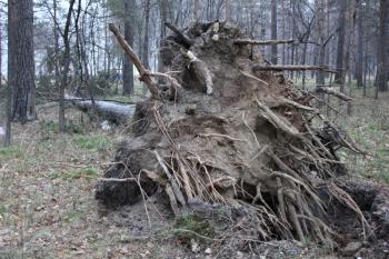 Fallen tree root in forest laying on ground 1301