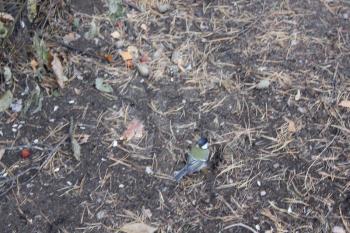 Titmouse bird on ground in forest 1316