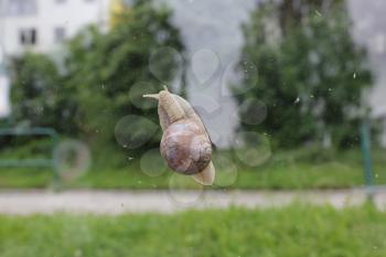 Snail on window surface with green garden grass view 7845