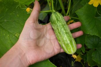 Cucumber in a man's hand 4143