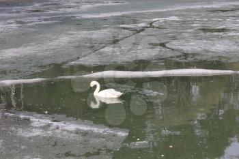 Swans on pond in zoo 19553