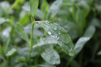Green knotgrass with water drop in summer garden 20029
