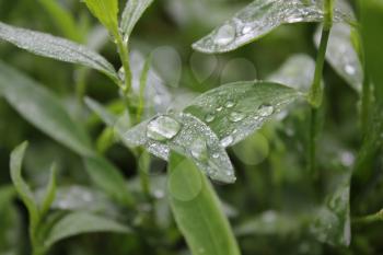 Green knotgrass with water drop in summer garden 20030