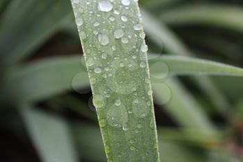 Dew drops on green leaves of iris 20036