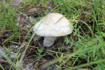 Large white-brown toadstool in green grass 20061