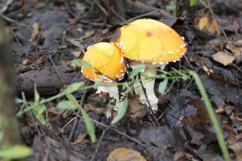 A few amanita mushrooms in a forest glade 20077