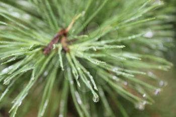Drops of dew on the pine needles 20084
