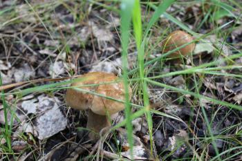 Two porcini mushrooms in summer forest 20101