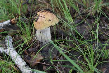 One small porcini in summer forest 20143