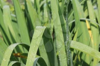 Dew drops on green leaves of iris 20213