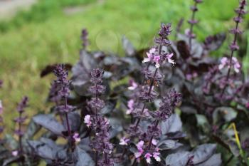 Violet bush basil in the garden 20393