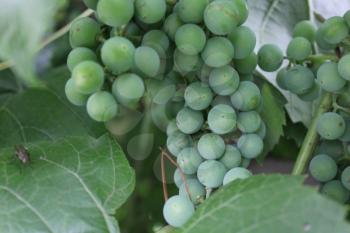 Grapes with green leaves on the vine 20408
