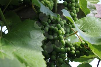 Grapes with green leaves on the vine 8166