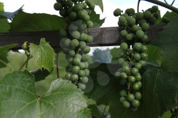 Grapes with green leaves on the vine 8172