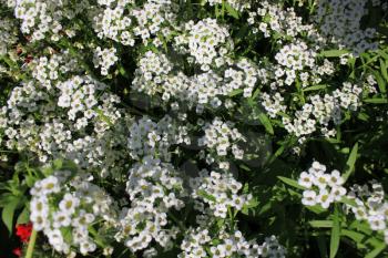 Background of white alissum flowers in garden 8367