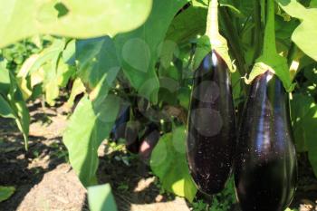 Eggplant on the plant in garden at summer 8383