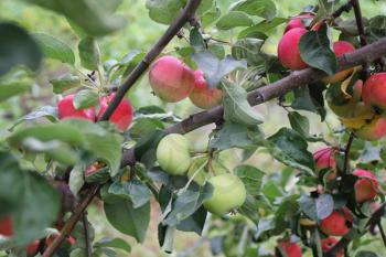 Red ripe apples on a branch 20518