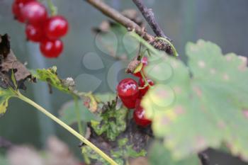 Red currant twig against green leaves background 20478